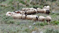 ΟΠΕΚΕΠΕ: Έρχονται συλλήψεις για τρία νέα κυκλώματα που λάμβαναν παράνομες επιδοτήσεις σε Κρήτη, Τρίκαλα και Κοζάνη