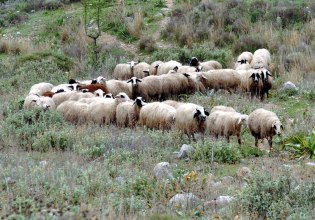 ΟΠΕΚΕΠΕ: Έρχονται συλλήψεις για τρία νέα κυκλώματα που λάμβαναν παράνομες επιδοτήσεις σε Κρήτη, Τρίκαλα και Κοζάνη