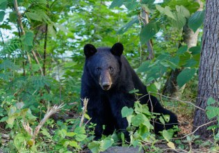 Γυμνάσια των πεζοναυτών των ΗΠΑ στην Ιαπωνία, διακόπηκαν 4 φορές από αρκούδες