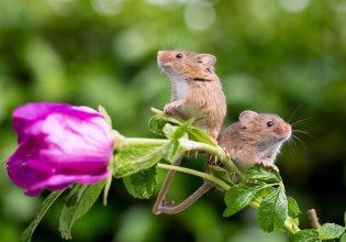 Τι συμβαίνει όταν ποντίκια εργαστηρίου απελευθερώνονται στο λιβάδι