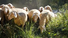 Ευλογιά προβάτων: Καμπανάκι κινδύνου για τη διακίνηση ζωοτροφών από την Κρήτη