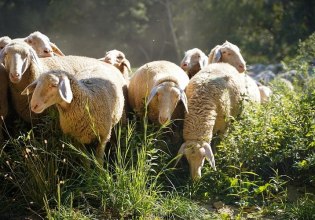 Ευλογιά προβάτων: Καμπανάκι κινδύνου για τη διακίνηση ζωοτροφών από την Κρήτη