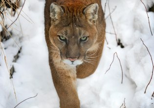 ΗΠΑ: Νεαρό πούμα «κόβει» βόλτες στο Σαν Φρανσίσκο και σπέρνει τον πανικό