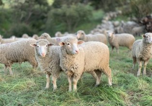 Πιερία: Αυτοκτόνησε κτηνοτρόφος που το κοπάδι του σφαγιάστηκε λόγω ευλογιάς – Τι λέει ο αδερφός του