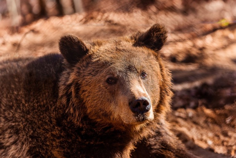 Διπλασιάστηκαν οι αρκούδες στην Ελλάδα μέσα σε έξι χρόνια – Τι δείχνει έρευνα του Αρκτούρου