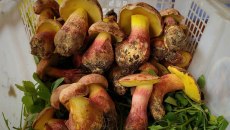 «Τα έβλεπαν να περπατούν στο πιάτο» – Το παραισθησιογόνο μανιτάρι που σε κάνει να βλέπεις ανθρωπάκια