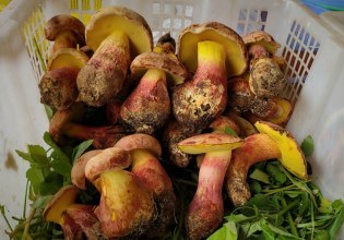 «Τα έβλεπαν να περπατούν στο πιάτο» – Το παραισθησιογόνο μανιτάρι που σε κάνει να βλέπεις ανθρωπάκια