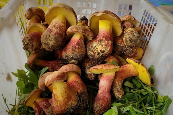 «Τα έβλεπαν να περπατούν στο πιάτο» – Το παραισθησιογόνο μανιτάρι που σε κάνει να βλέπεις ανθρωπάκια