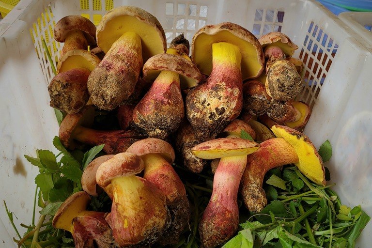 «Τα έβλεπαν να περπατούν στο πιάτο» – Το παραισθησιογόνο μανιτάρι που σε κάνει να βλέπεις ανθρωπάκια