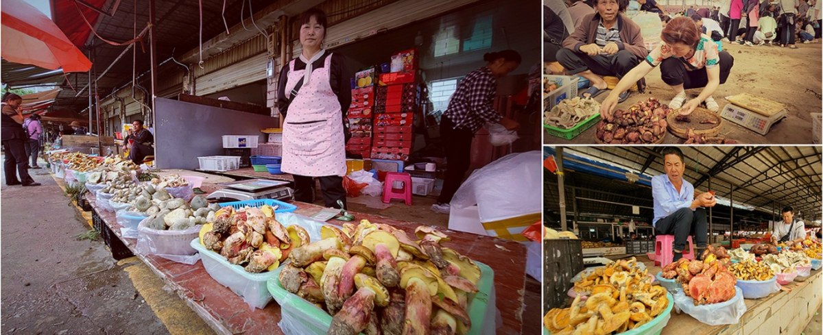 Το L.asiatica πωλείταιο ευρέως στις αγορές του Κουνμίνγκ, πρωτεύουσας της κινεζικής επαρχίας Γιουνάν (Colin Domnauer)