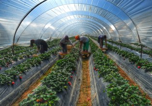 Θερμοκήπια: Πώς μπορούν να αλλάξουν το παιχνίδι στη Γεωργία