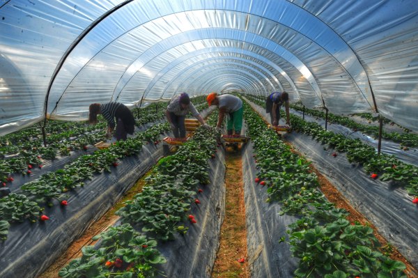 Θερμοκήπια: Πώς μπορούν να αλλάξουν το παιχνίδι στη Γεωργία