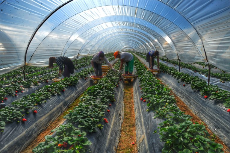 Θερμοκήπια: Πώς μπορούν να αλλάξουν το παιχνίδι στη Γεωργία