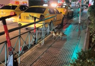 Αλεπού έκανε βόλτες στο Κολωνάκι – Τρομοκρατημένο το ζωάκι από τα φώτα των αυτοκινήτων