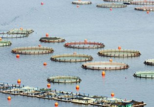 Το δίλημμα της… τσιπούρας