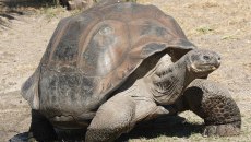 Γιγάντιες χελώνες επέστρεψαν σε νησί των Γκαλαπάγκος ενάμιση αιώνα μετά