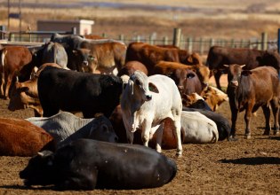 Κτηνοτροφία: Γιατί ακριβαίνει το βοδινό στις ΗΠΑ;