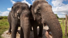 Ποιο είναι το μυστικό της επιδεξιότητας των ελεφάντων; Τα μουστάκια τους