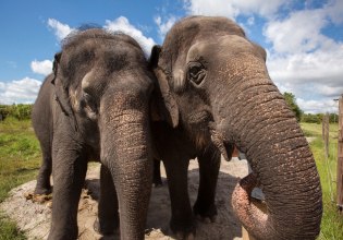 Ποιο είναι το μυστικό της επιδεξιότητας των ελεφάντων; Τα μουστάκια τους