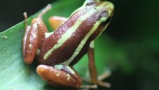 Επιβατιδίνη – Τι γνωρίζουμε για το «δηλητήριο βατράχου» που φέρεται να σκότωσε τον Αλεξέι Ναβάλνι