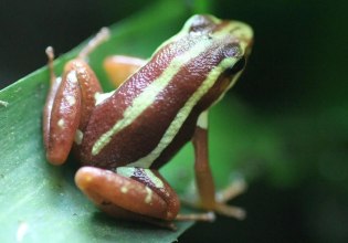 Επιβατιδίνη – Τι γνωρίζουμε για το «δηλητήριο βατράχου» που φέρεται να σκότωσε τον Αλεξέι Ναβάλνι