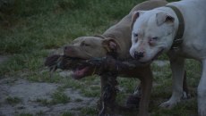 Ιταλία: Ένας 52χρονος άνδρας φαγώθηκε από τα τρία πεινασμένα πίτμπουλ του