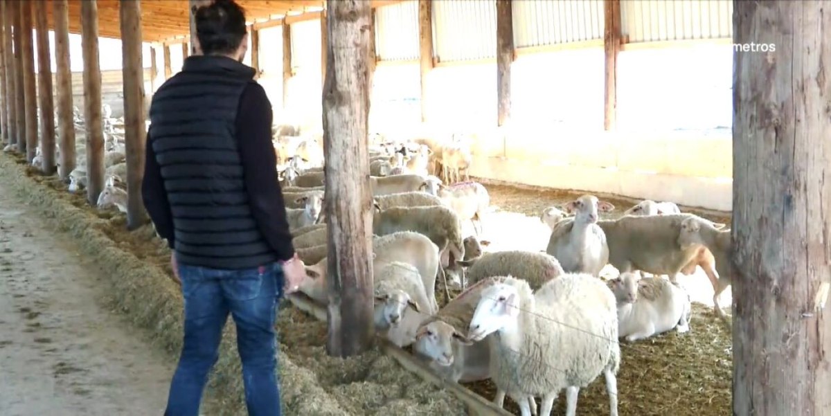 Ο «Κτηνοτρόφος της Χρονιάς 2025» έθαψε μόνος του εκατοντάδες πρόβατα καθώς περίμενε την αρμόδια υπηρεσία 40 μέρες