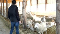 Ο «Κτηνοτρόφος της Χρονιάς 2025» έθαψε μόνος του εκατοντάδες πρόβατα καθώς περίμενε την αρμόδια υπηρεσία 40 μέρες