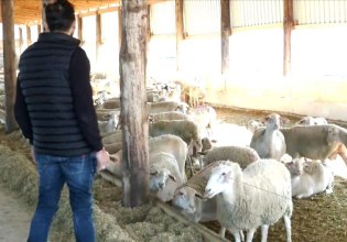 Ο «Κτηνοτρόφος της Χρονιάς 2025» έθαψε μόνος του εκατοντάδες πρόβατα καθώς περίμενε την αρμόδια υπηρεσία 40 μέρες