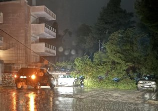 Μεγάλο δέντρο έπεσε σε μάντρα πολυκατοικίας στη Δροσιά – Ζημιές σε σταθμευμένα αυτοκίνητα