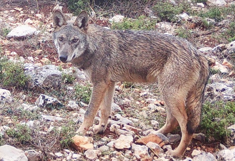 Επίθεση λύκου στο Τατόι: «Μου έσκισε τα ρούχα και με έγδαρε στη μέση», λέει ο περιπατητής