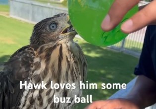 Λος Άντζελες: 45 μέρες φυλάκισης σε άντρα που έδωσε αλκοόλ σε γεράκι