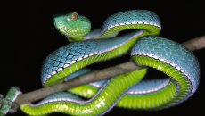 Πώς η απώλεια μιας ορμόνης έκανε τα φίδια εξπέρ της νηστείας