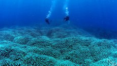 Μητέρα και κόρη ανακάλυψαν τη μεγαλύτερη αποικία κοραλλιών στον κόσμο