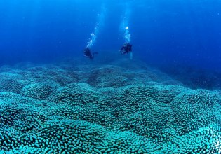 Μητέρα και κόρη ανακάλυψαν τη μεγαλύτερη αποικία κοραλλιών στον κόσμο
