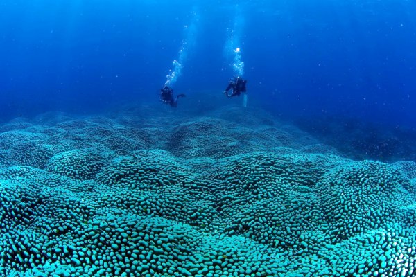 Μητέρα και κόρη ανακάλυψαν τη μεγαλύτερη αποικία κοραλλιών στον κόσμο