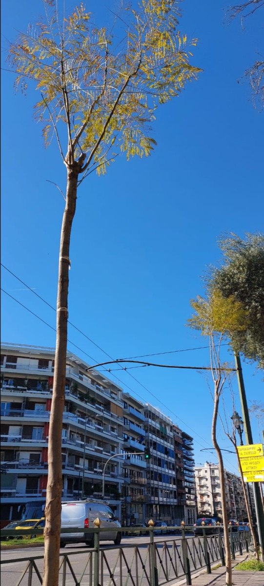 90 γιακαράντες στη Λεωφόρο Β. Κωνσταντίνου