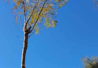 90 γιακαράντες στη Λεωφόρο Β. Κωνσταντίνου