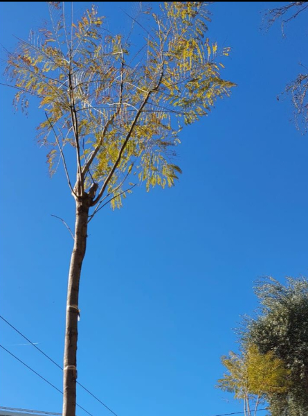 90 γιακαράντες στη Λεωφόρο Β. Κωνσταντίνου