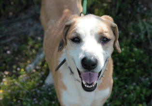 Τσικνοπέμπτη: Τι είναι επικίνδυνο να προσφέρετε από το τραπέζι σας στα κατοικίδια