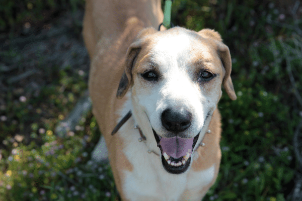 Τσικνοπέμπτη: Τι είναι επικίνδυνο να προσφέρετε από το τραπέζι σας στα κατοικίδια