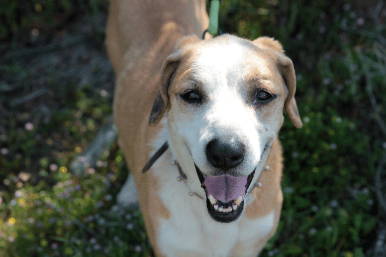 Τσικνοπέμπτη: Τι είναι επικίνδυνο να προσφέρετε από το τραπέζι σας στα κατοικίδια