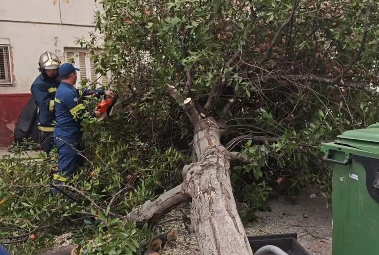 Πτώσεις δέντρων λόγω θυελλωδών ανέμων σε πολλές περιοχές στην Αττική