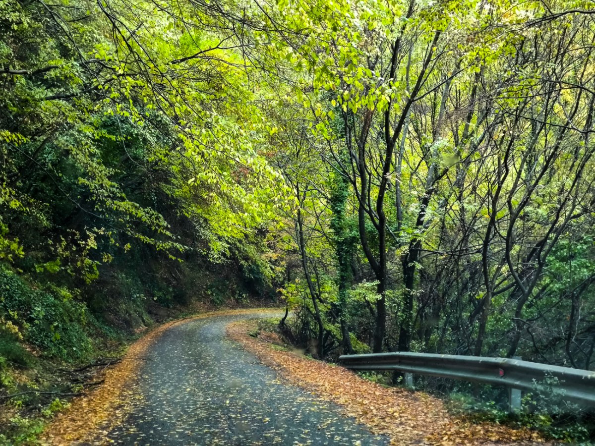 Ελληνικά δέντρα: Ο «Άδωνις» και το «Αρτίτσι» ξεπέρασαν τη χιλιετία