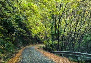 Ελληνικά δέντρα: Ο «Άδωνις» και το «Αρτίτσι» ξεπέρασαν τη χιλιετία