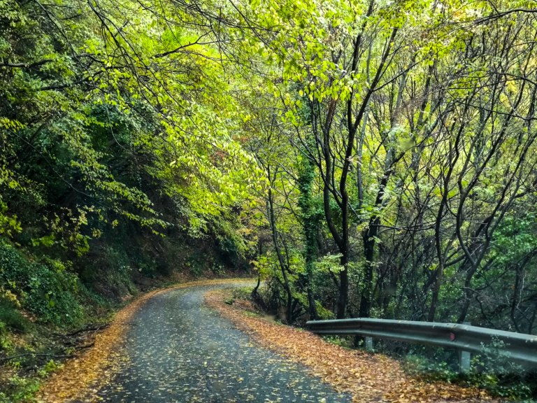 Ελληνικά δέντρα: Ο «Άδωνις» και το «Αρτίτσι» ξεπέρασαν τη χιλιετία