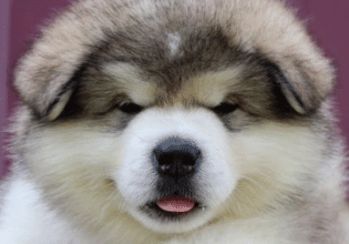 Ο σκύλος της φυλής Μαλαμούτ της Αλάσκας: Αγέρωχος, ρωμαλέος, δοσμένος στην οικογένειά του