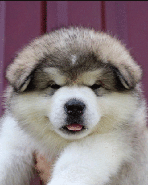 Ο σκύλος της φυλής Μαλαμούτ της Αλάσκας: Αγέρωχος, ρωμαλέος, δοσμένος στην οικογένειά του