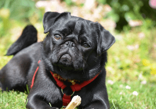 Οι 3 + 1 λόγοι που ο σκύλος παίρνει το φαγητό του από το μπολ και το τρώει σε άλλο μέρος