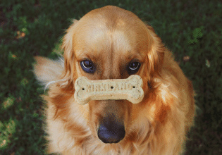 Λιχουδιές για σκύλους: Γιατί δεν πρέπει να τις θεωρούμε απλά μπισκοτάκια – Κάνουμε τη σωστή επιλογή